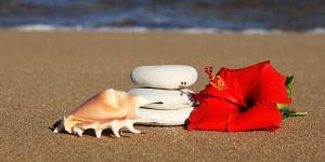 Beach Shells