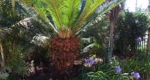 Beachcomber Gardens